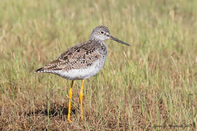 Greater Yellowlegs