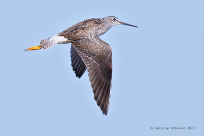 Greater Yellowlegs