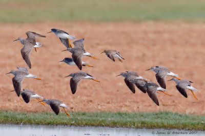 Lesser Yellowlegs