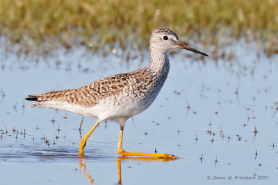 Lesser Yellowlegs