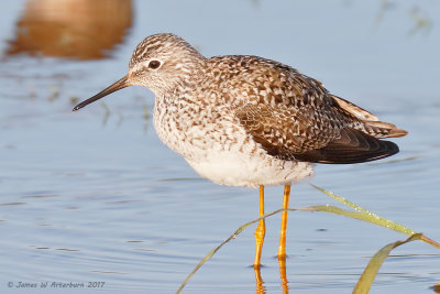 Lesser Yellowlegs