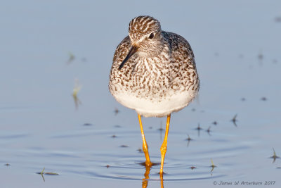 Lesser Yellowlegs