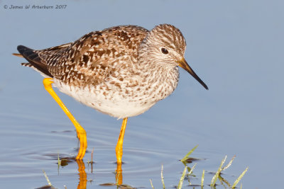 Lesser Yellowlegs