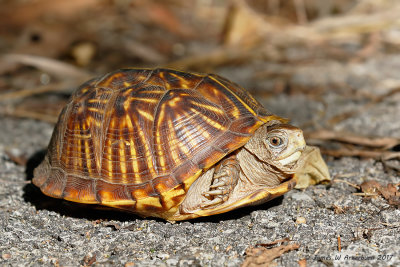 Ornate Box Turtle