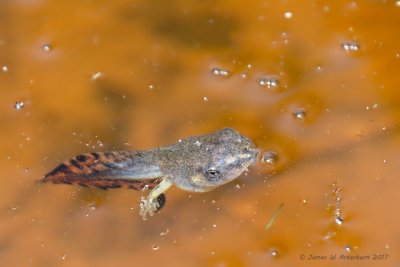 Gray Treefrog 