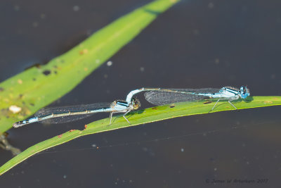 Azure Bluet