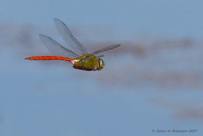 Comet Darner