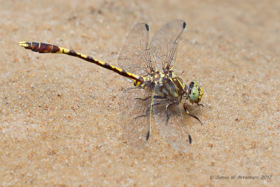 Common Sanddragon