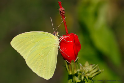 Cloudless Sulphur