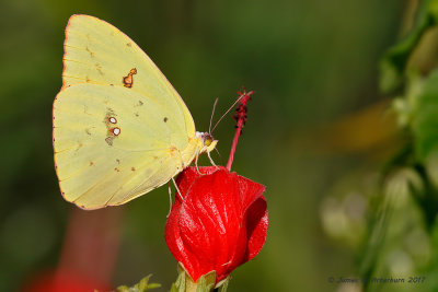 Cloudless Sulphur