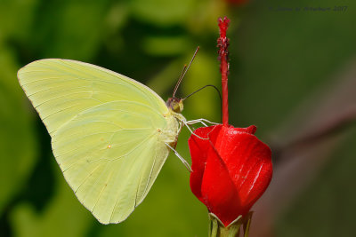 Cloudless Sulphur