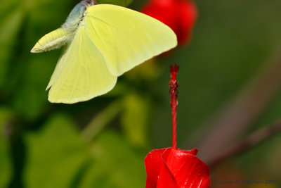 Cloudless Sulphur