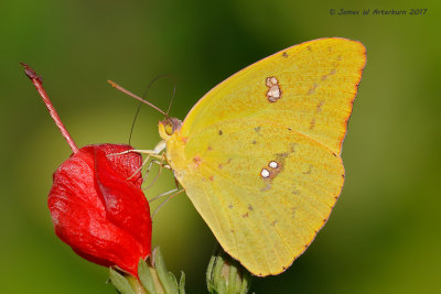 Cloudless Sulphur