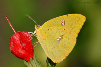 Cloudless Sulphur