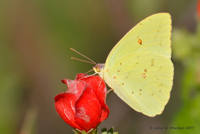 Cloudless Sulphur