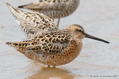 Short-billed Dowitcher