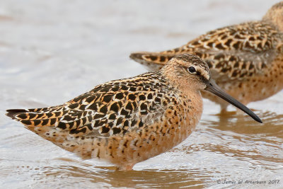 Short-billed Dowitcher