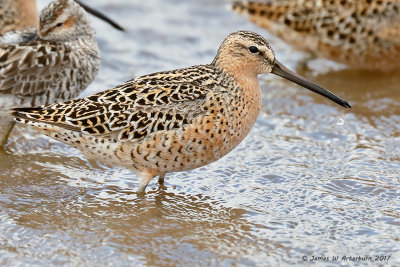 Short-billed Dowitcher