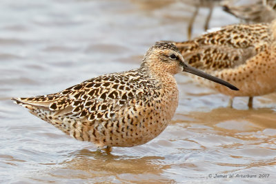 Short-billed Dowitcher