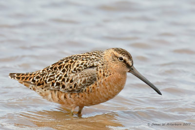Short-billed Dowitcher