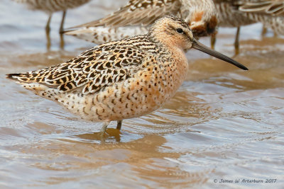 Short-billed Dowitcher