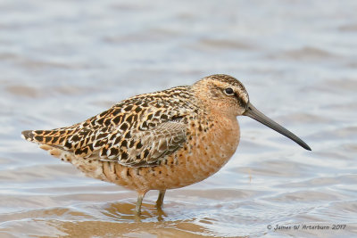 Short-billed Dowitcher