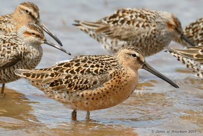 Short-billed Dowitcher