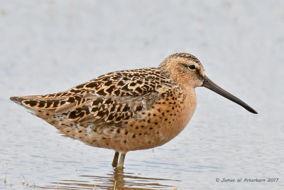 Short-billed Dowitcher