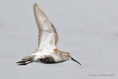 Dunlin