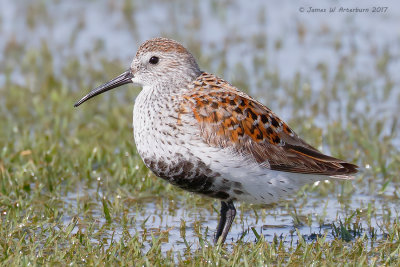 Dunlin