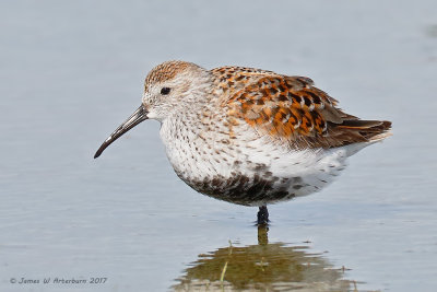 Dunlin