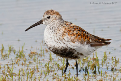 Dunlin