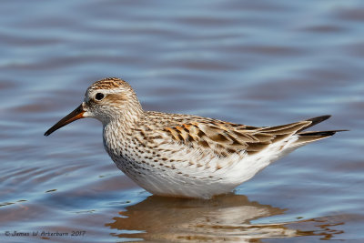 White-rumped Sandpiper