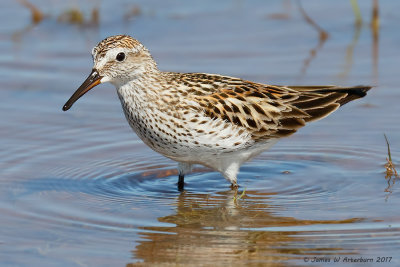 White-rumped Sandpiper