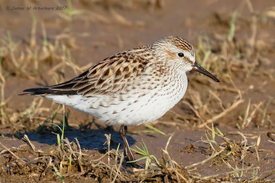 White-rumped Sandpiper