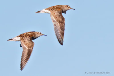 White-rumped Sandpiper