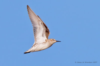 White-rumped Sandpiper