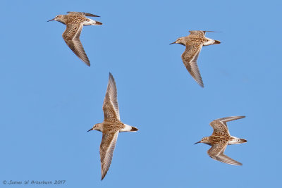 White-rumped Sandpiper