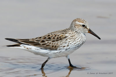 White-rumped Sandpiper