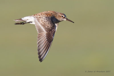 White-rumped Sandpiper
