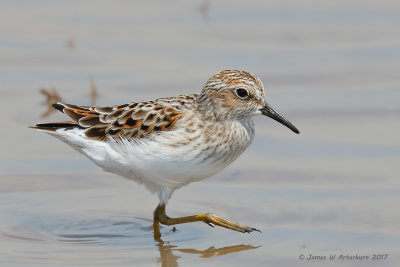 Least Sandpiper