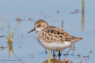 Semipalmated Sandpiper