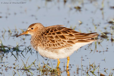 Pectoral Sandpiper