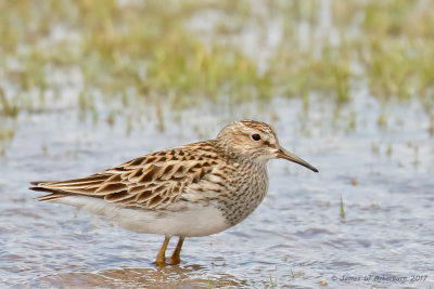 Pectoral Sandpiper