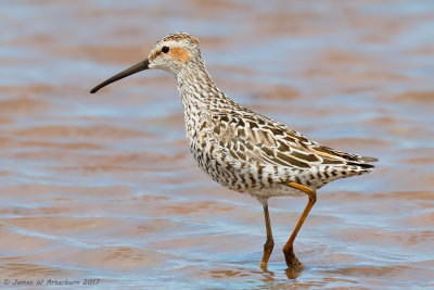 Stilt Sandpiper