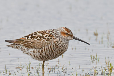 Stilt Sandpiper