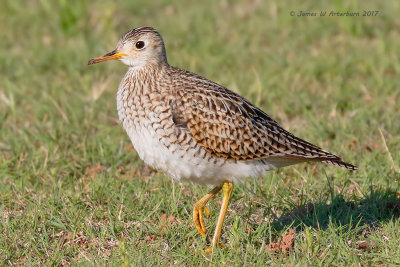 Upland Sandpiper