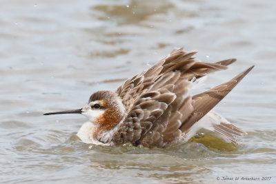 Wilson's Phalarope