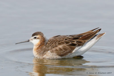 Wilson's Phalarope