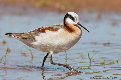 Wilson's Phalarope